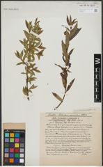 Foto von Salix triandra L. x Salix viminalis L.